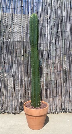 San Pedro Cactus
