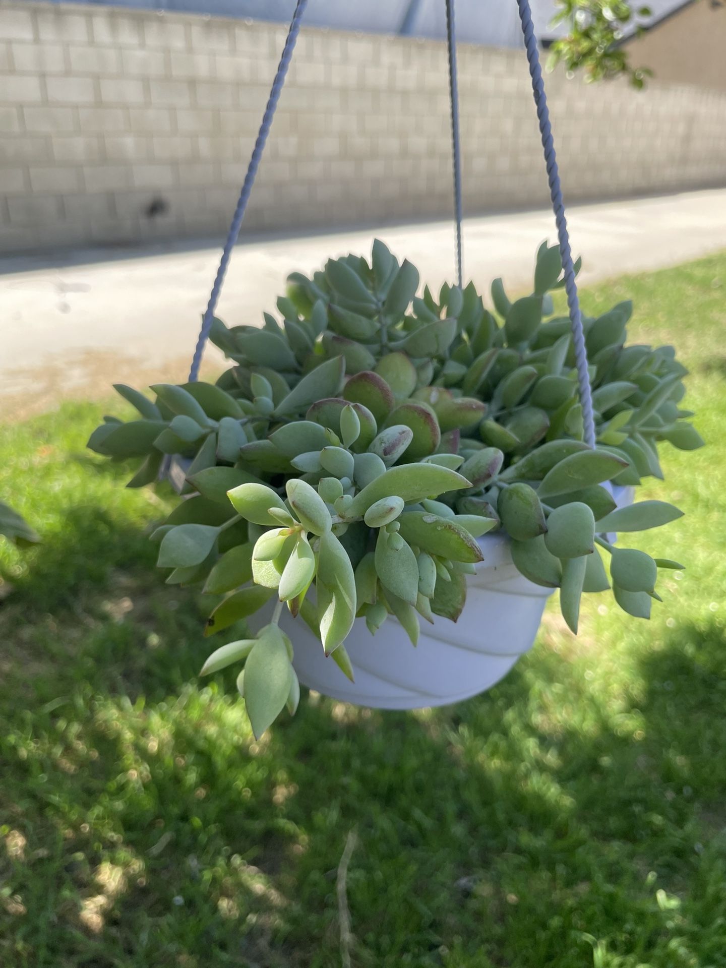 Succulent Plants