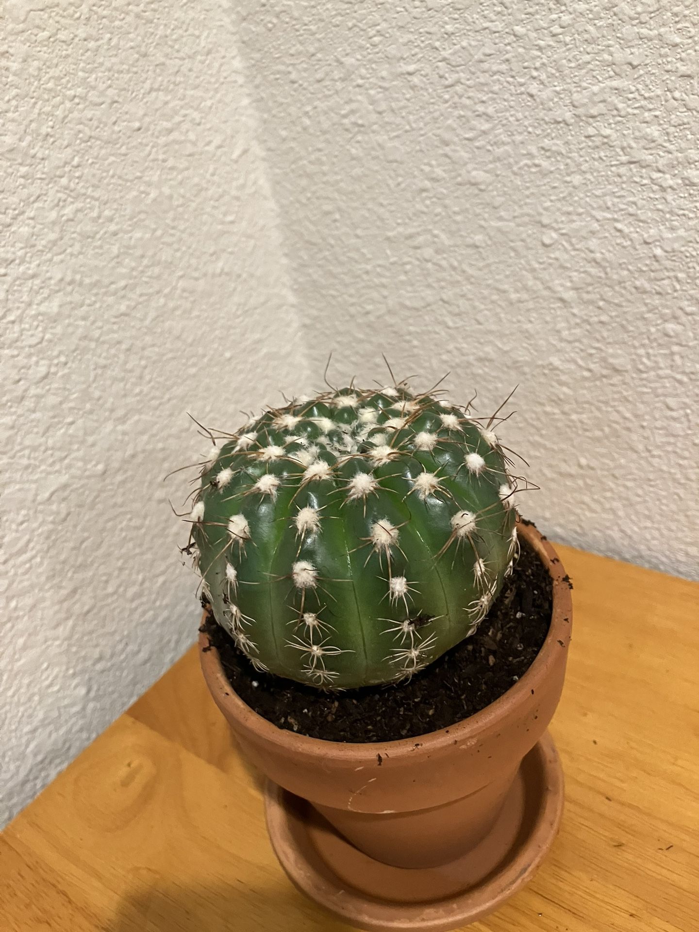 Terracotta Succulent