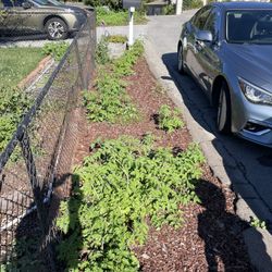 Free Tomato Plants