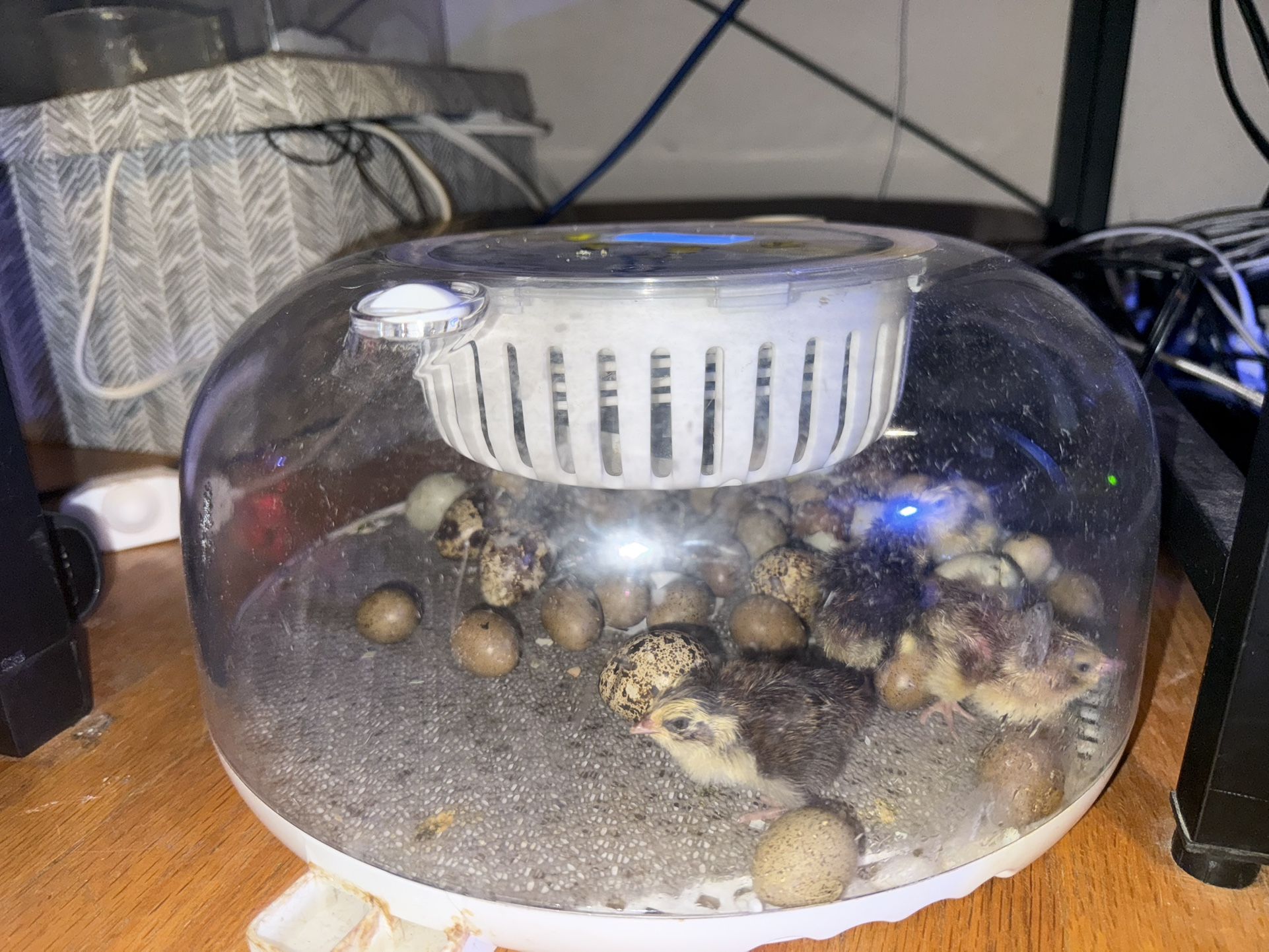 Incubator