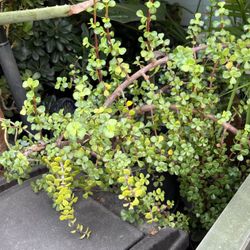Large tall 2 feet Portulacaria afra Decumbent | Elephant Bush Succulent | Jade Plant | Lucky Plant for Sale | Money Tree for Home Office Decoration