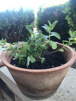 Mint real plant