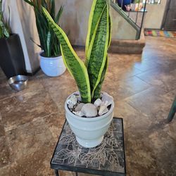 Sansevieria Snake Plant In 6in Ceramic Pot With Shells And Stones 