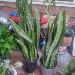 Venta De Plantas Lengua De Suegra 