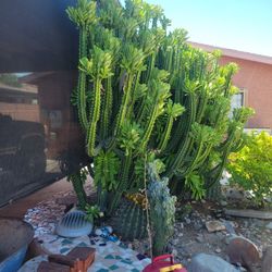 Cactus 🌵 5.00 La Rama Depende El Tamaño 