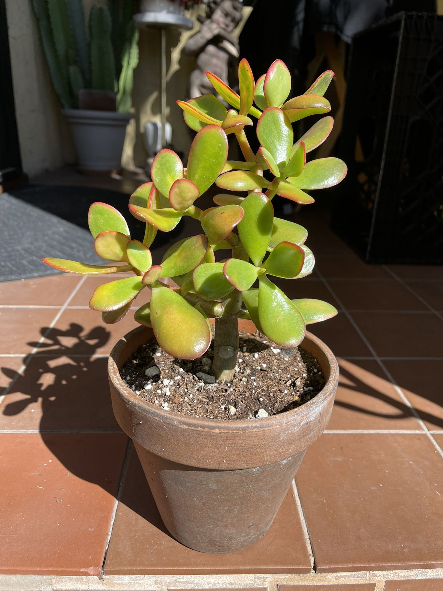 Sunset Jade Succulent Plant