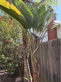 Various Full Grown, Healthy Plants