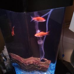 Acrilic Aquarium 