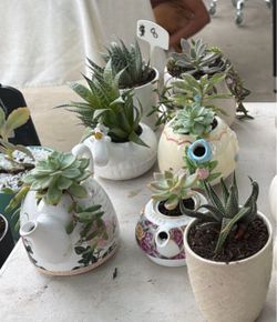 Succulents