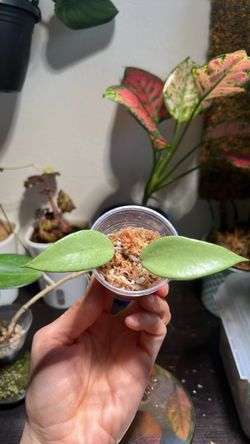Hoya Silver Cui 