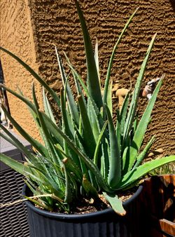Aloe Vera in plastic planters