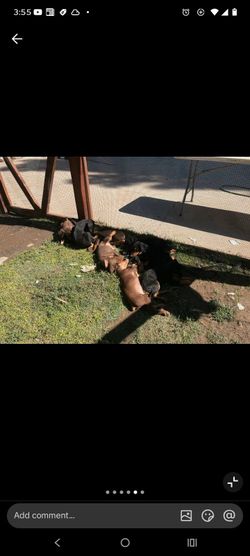 Doberman's for sale girls and boys