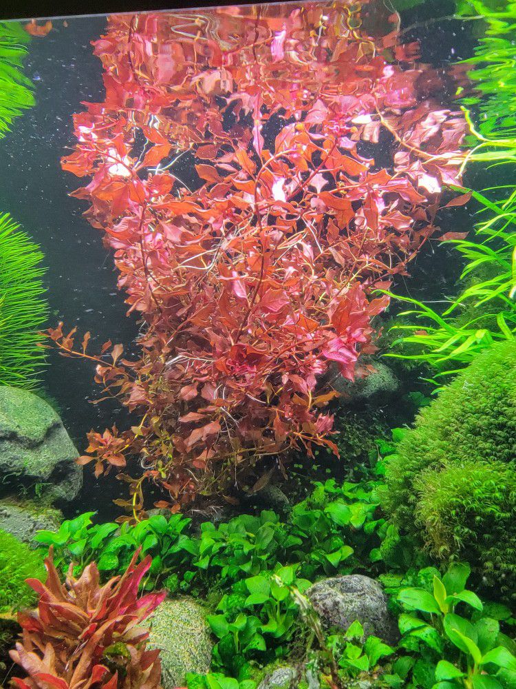 Aquariums plants: Rotala Red + Java Fern(narrow Leaf)
