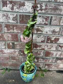 3” cutting of rare Hoya Compacta (Indian Rope)