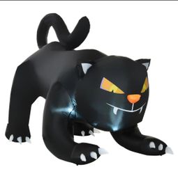 Black cat