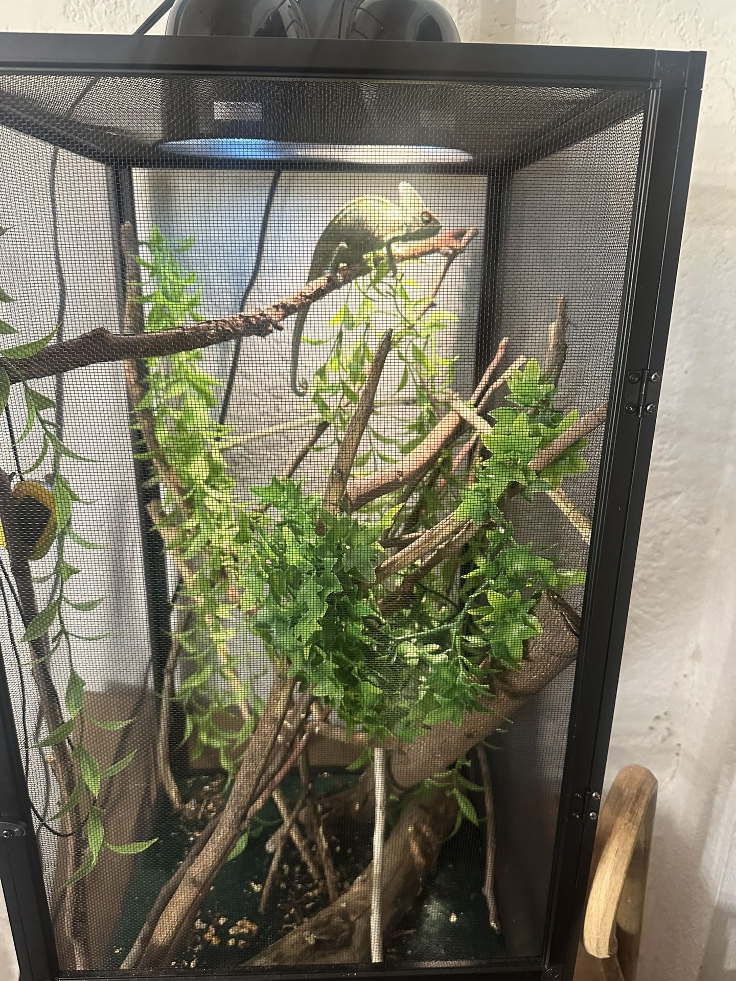 Reptile Cage