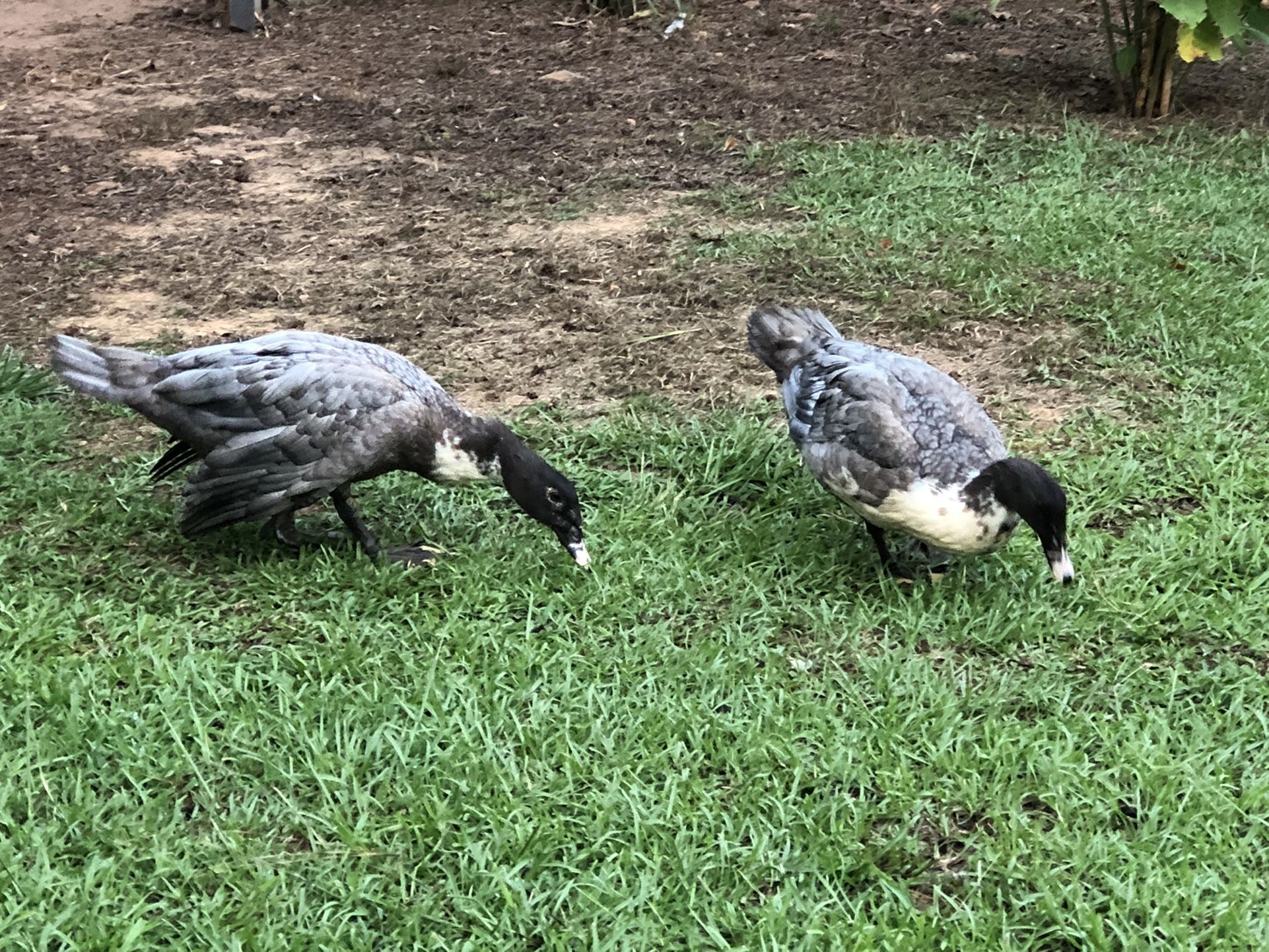 Muscovy