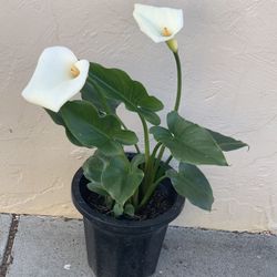 Plant