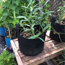 Milkweed For Butterflies 🦋 