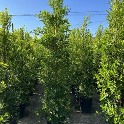 Ficus Nitida Privacy Hedge