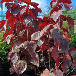 Beautiful Copper Leaf Plants 7gl $16🏡🏡