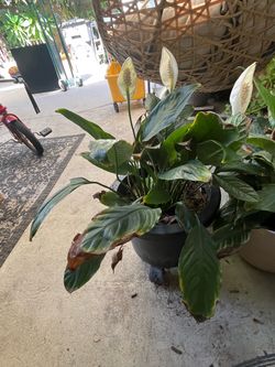 Plant