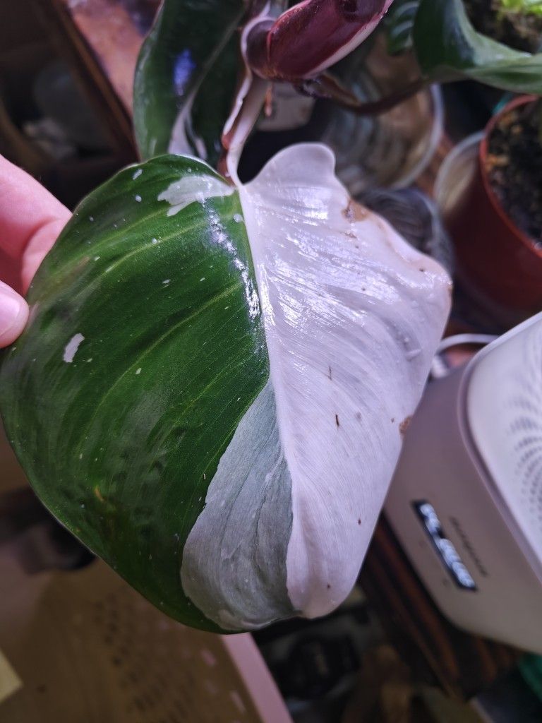 Philodendron White Knight 