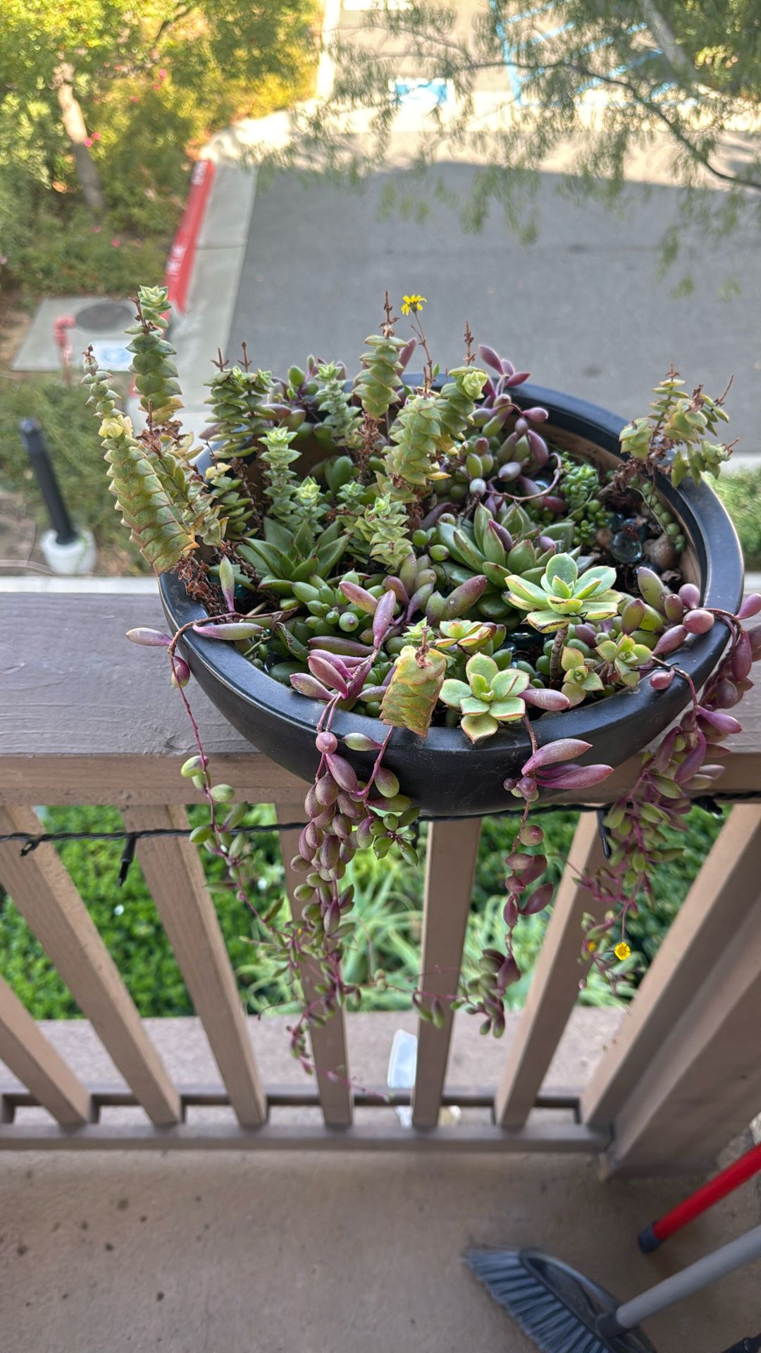 Succulent Ceramic Bowl, Hand Made 