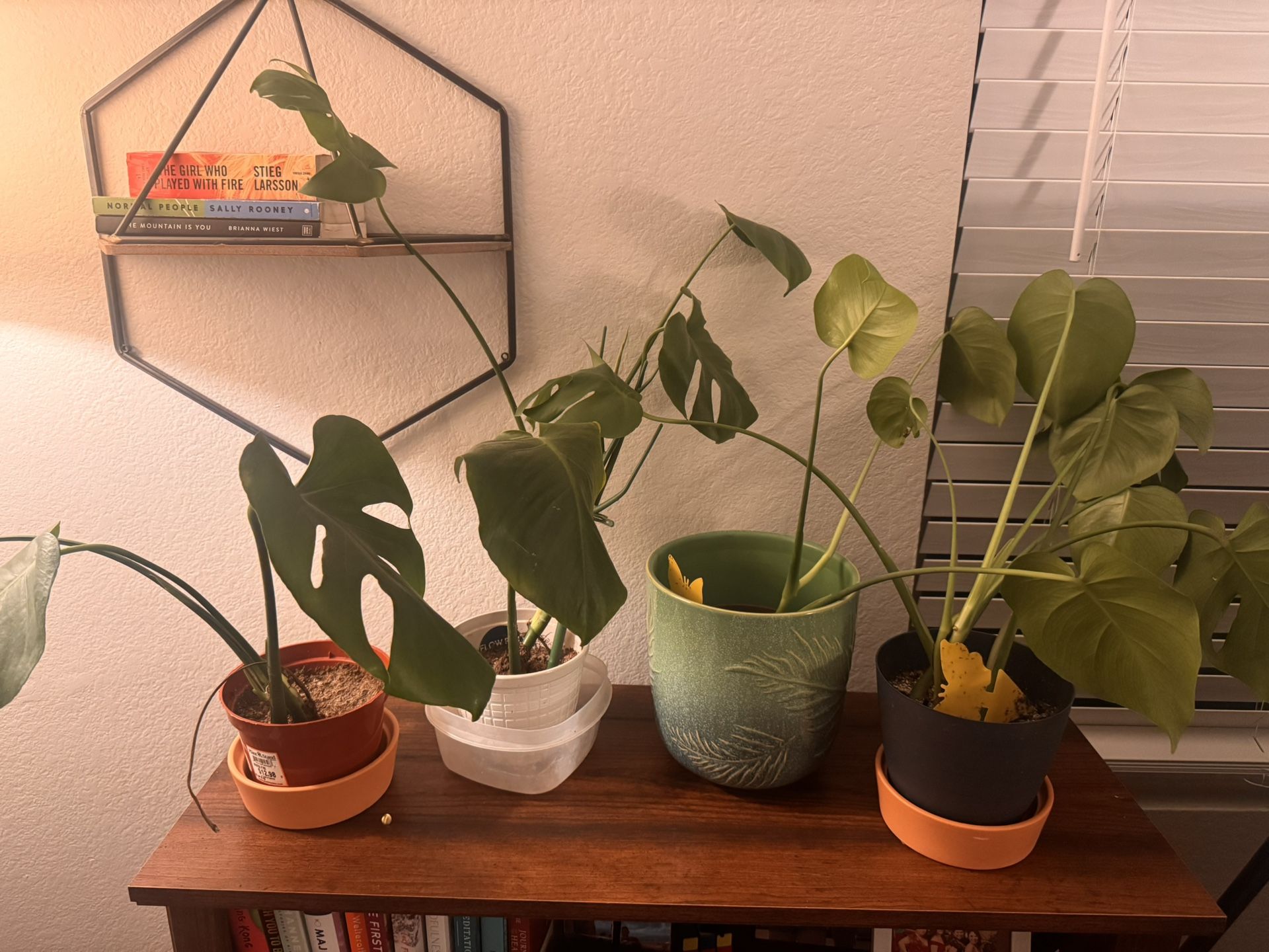 Medium Size Monstera Plants