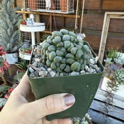 Aloinopsis schooneesii 4”