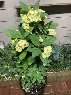 Corona De Cristo
