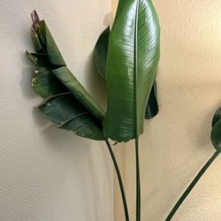 Bird of Paradise houseplant 5’ PENDING
