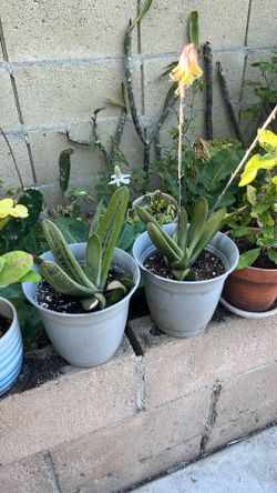 Pair Rooted gasteraloe green succulent “12”in high $18.00each One