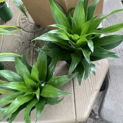 Janet Craig Dracana Plants!! $12 Each!! 