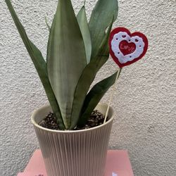Valentines Gift Moonshine Snake Plant