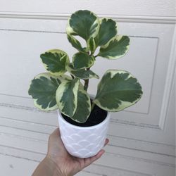 Beautiful Variegated Peperomia Plant With Pot