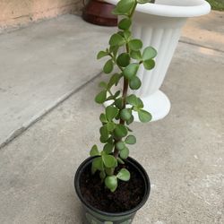 Elephant Bush Succulent 