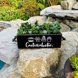 Cactusaholic Custom-made Succulent Box 