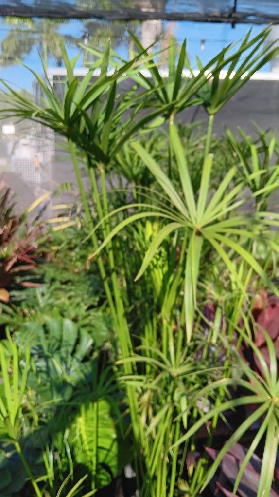 Papyrus 7gl plants $35🏡🏡