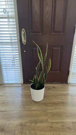 Plant 🌱 Variegated Snake Plant - Sansevieria laurentii
