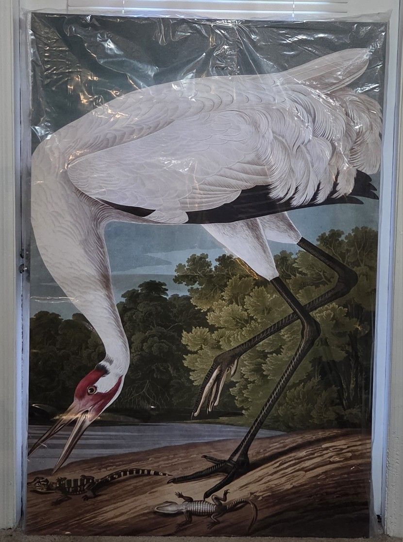 Brand New Audubon Whooping Crane 32" x 48" Canvas