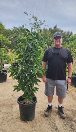 Hass avocado 15 gal fruiting