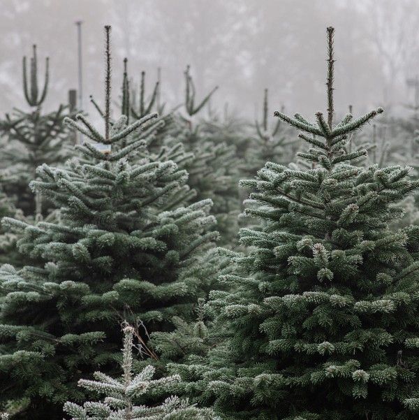 Selling Christmas Trees With Free Delivery 