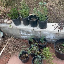 Oregano Ruda Mint Plants