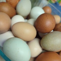 Fresh Eggs Free Range And Organic 