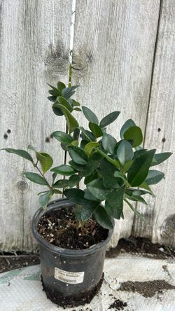 Lagastramo / Waxleaves