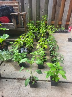 ORGANIC PLANT SALE!!!!! FRUIT VEGETABLES AND FLOWERS STARTING AT $3!!!!! RARE VARIETIES! SEED VARIETIES ARE STILL AVAILABLE! Huge selection of locally