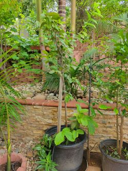 Guava Fruit Tree. 10 ft. Tall. Alot Fruits on tree