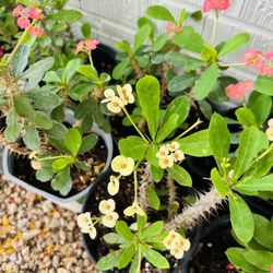 Plants For Sale 10 Each 